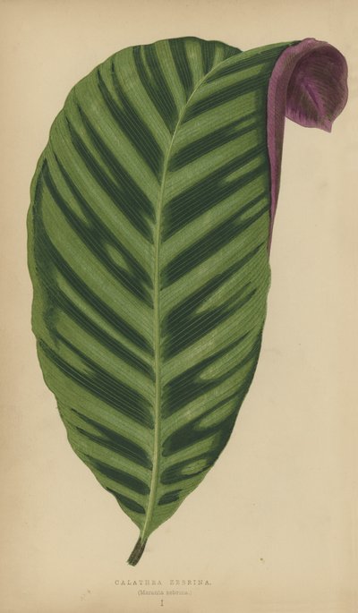 Calathea Zebrina, Maranta Zebrina by English School